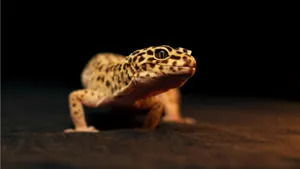 Walking Curious Leopard Gecko Wallpaper