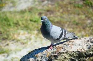 Walking Rock Dove On A Rock Wallpaper