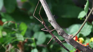 Walkingstick Camouflaged On Branch Wallpaper