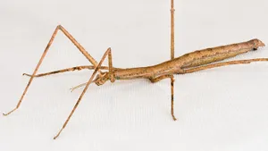 Walkingstick Insect Profile Wallpaper