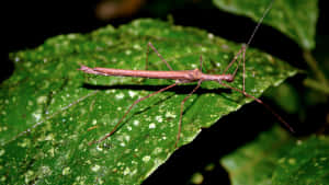 Walkingstick Insecton Leaf Wallpaper