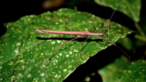 Walkingstick Insecton Leaf Wallpaper
