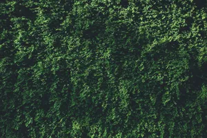 Wall Of Green Leaves Wallpaper