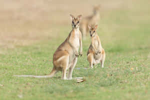 Wallabiesin Grassland Wallpaper