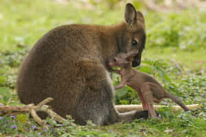 Wallaby Motherand Joey Care Wallpaper
