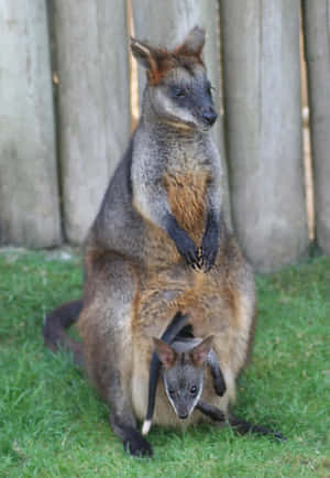 Wallaby Motherand Joey Wallpaper