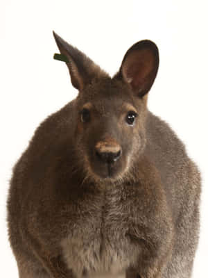 Wallaby Portrait White Background Wallpaper