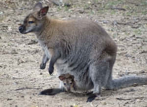 Wallaby With Joey In Pouch Wallpaper