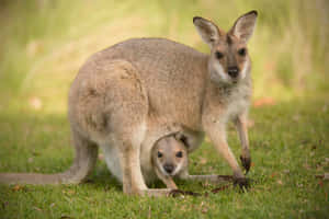 Wallabyand Joeyin Grassland Wallpaper