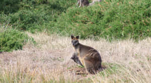 Wallabyin Natural Habitat Wallpaper