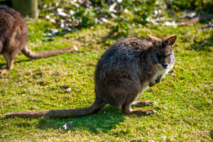 Wallabyin Sunlight Wallpaper