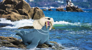 Walrein Along Seashore Wallpaper