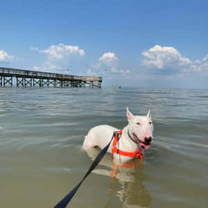 Walter The Celebrity Dog Ocean View Wallpaper