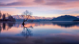 Wanaka Tree Dusk Serenity New Zealand Wallpaper