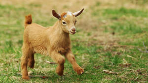 Wandering Brown Baby Goat Wallpaper