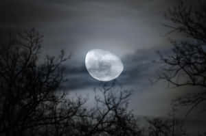 Waning Gibbous Moon Through Bare Trees Wallpaper