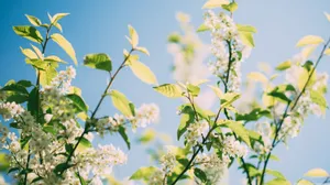 Warm Spring Sunshine In A Beautiful Flower Garden Wallpaper