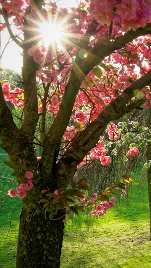 Warm Spring Sunshine In A Blossoming Park Wallpaper