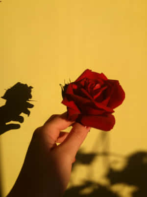 Warm Toned Rose Shadow Wallpaper