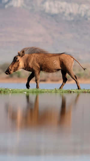 Warthog Walking By Water Reflection Wallpaper