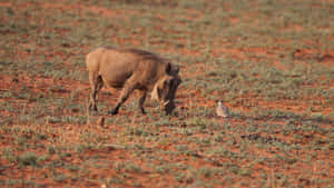 Warthogand Birdon Savannah Wallpaper