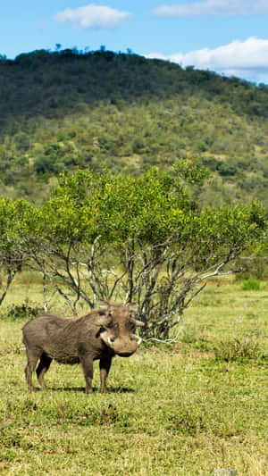 Warthogin Natural Habitat Wallpaper