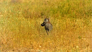 Warthogin Savannah Grass Wallpaper