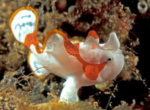 Warty Frogfish Camouflage Wallpaper