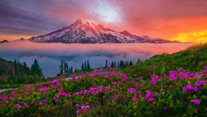 Washington Mount Rainier Dusk Wallpaper