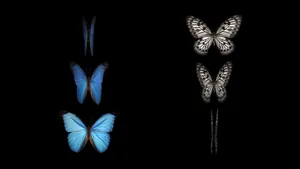 Watch, Admire And Learn The Wonders Of Butterfly Watching! Wallpaper