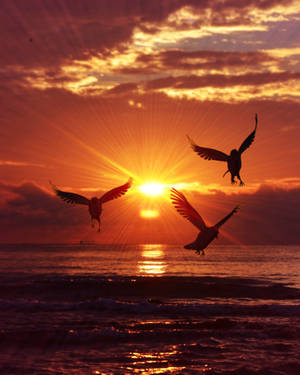 Watch The Beautiful Sunrise With The Silhouetted Birds Flying Against The Magnificent Sky. Wallpaper