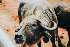 Water_ Buffalo_ Closeup Wallpaper