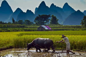 Water_ Buffalo_ Farming_with_ Mountain_ Backdrop Wallpaper