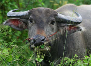 Water Buffalo Grazingin Greenery Wallpaper