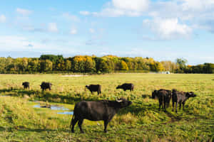 Water Buffalo Herdin Pasture Wallpaper