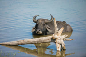 Water Buffalo In Pond.jpg Wallpaper