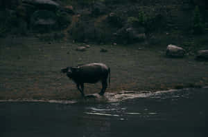 Water Buffalo Standing By Water Edge Wallpaper