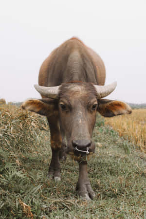 Water Buffalo Staring Directlyat Camera Wallpaper