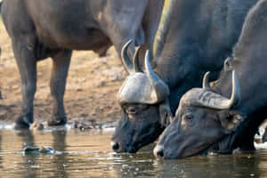 Water Buffaloes At Watering Hole Wallpaper