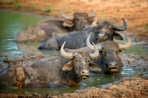 Water_ Buffaloes_ Cooling_ Off.jpg Wallpaper