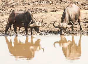 Water Buffaloesat Watering Hole.jpg Wallpaper