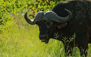 Water Buffaloin Green Meadow Wallpaper