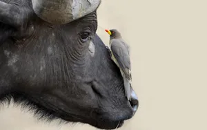 Water Buffalowith Oxpecker Bird Wallpaper