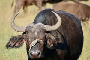 Water Buffalowith Oxpecker Bird Wallpaper