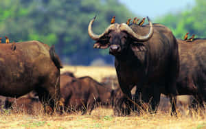 Water Buffalowith Oxpeckers.jpg Wallpaper