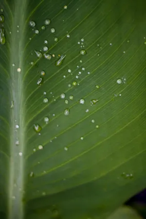 Water Droplets On Broad Leaf Wallpaper