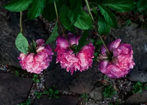 Water Droplets On Flowers Wallpaper