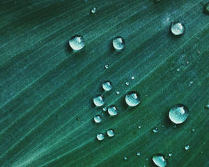 Water Droplets On Leaf Wallpaper