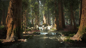 Water In The Redwood Forest Wallpaper