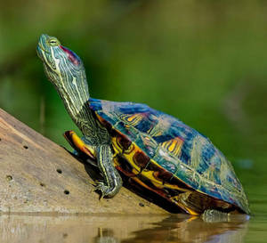 Water Turtle Red-eared Slider Wallpaper